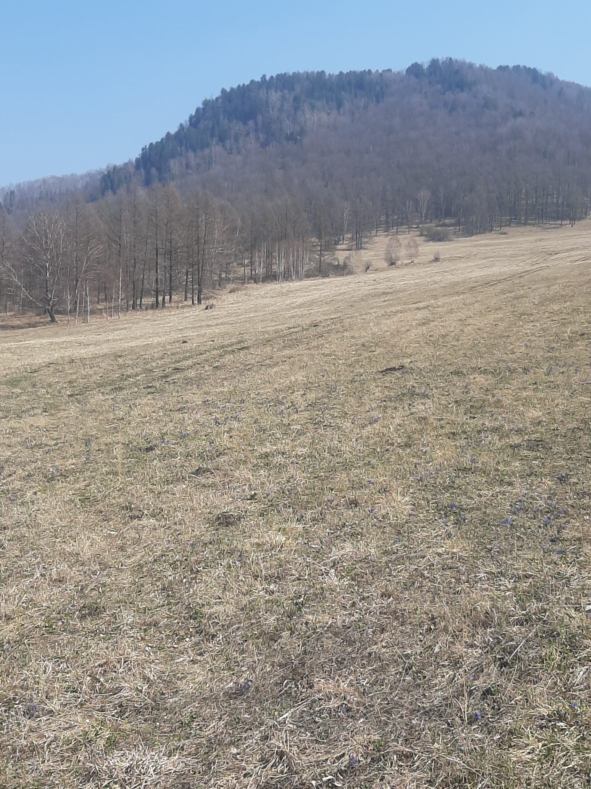 Территория в Горном Алтае под строительство горнолыжного комплекса с кресельным подъёмником в 100-х км от Белокурихи