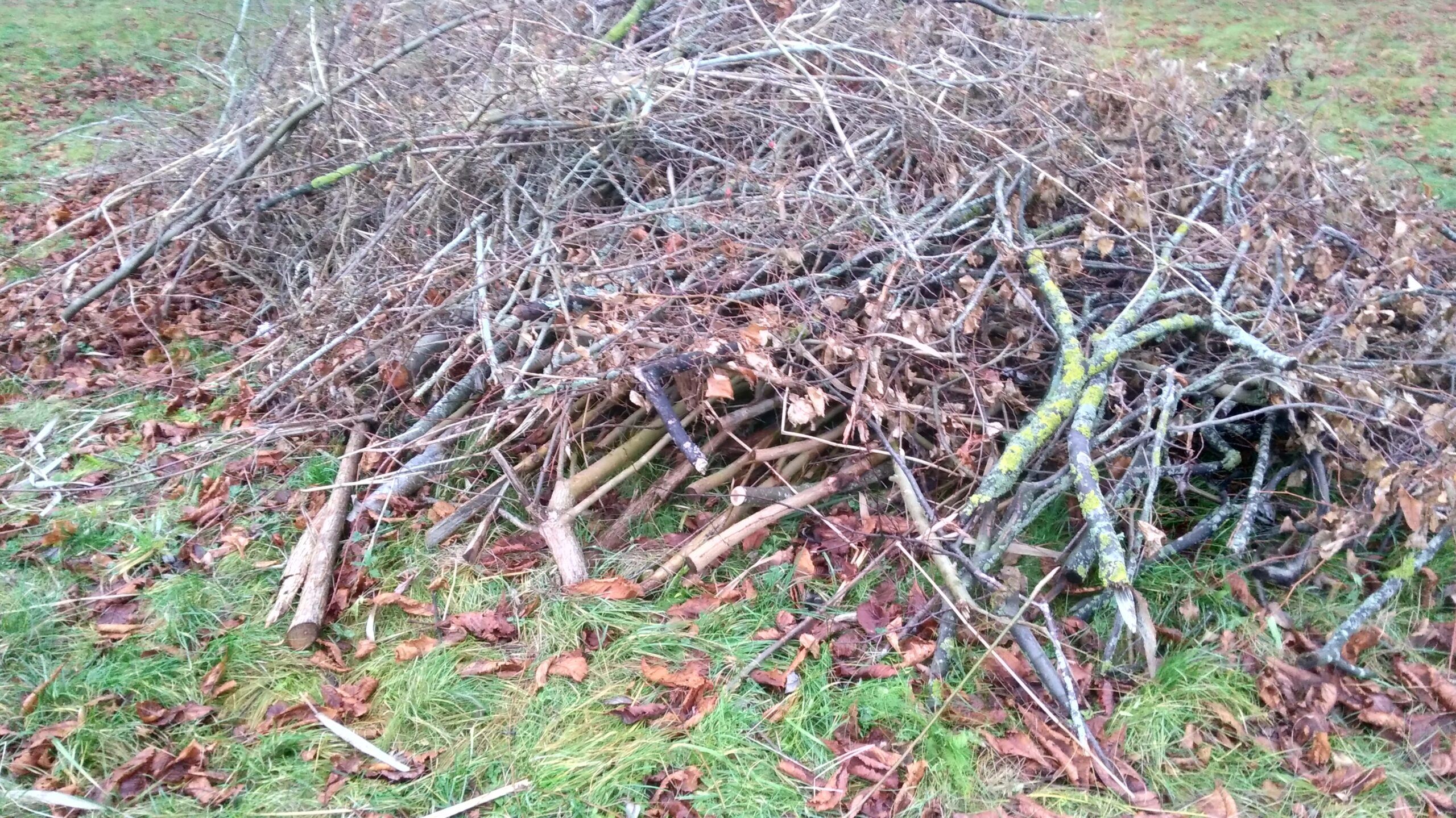 Предлагаем хворост (мелкие ветки и кустарники).