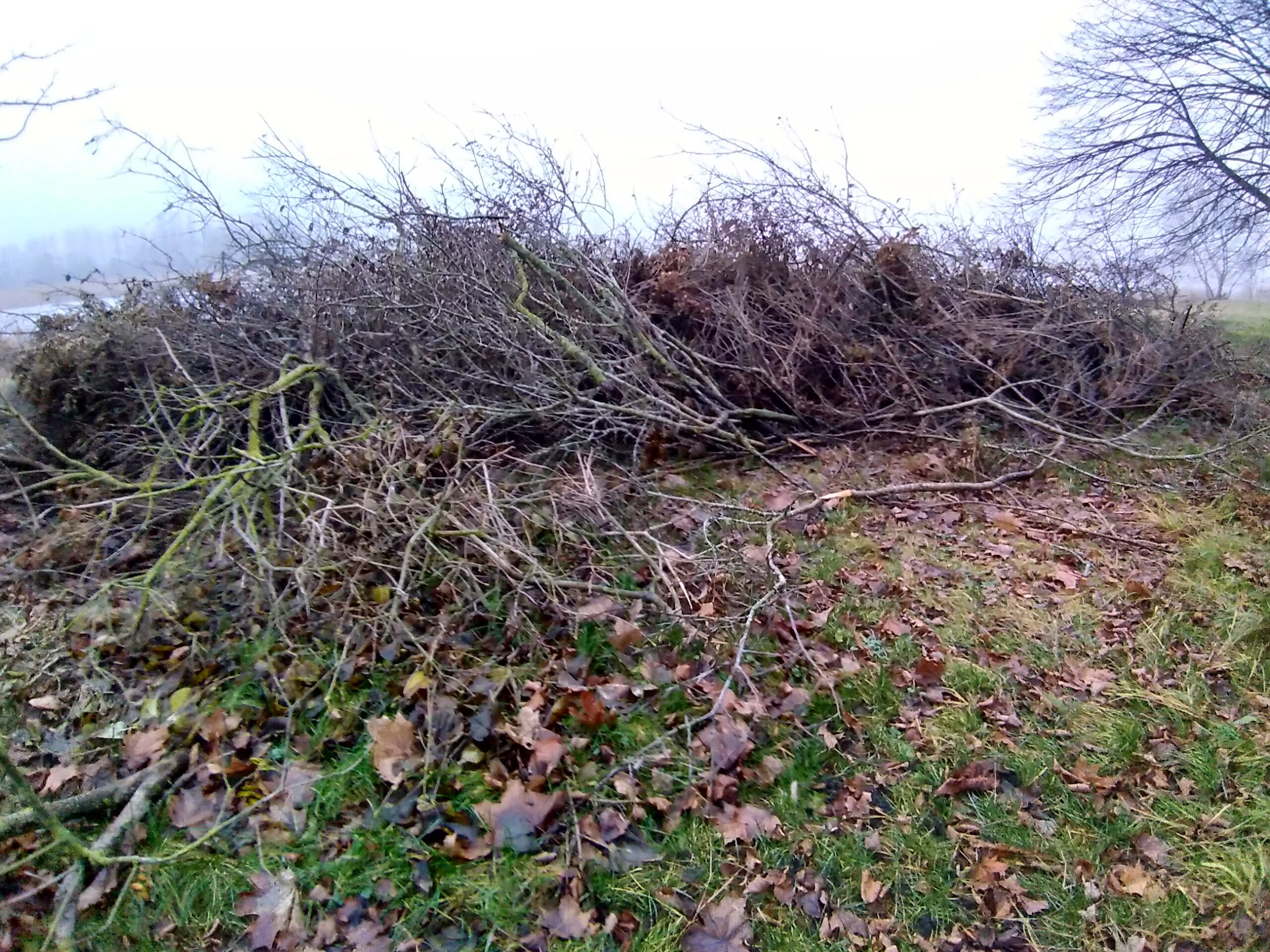 Предлагаем хворост (мелкие ветки и кустарники).