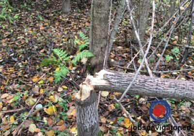 1637630464_619c42007eb22