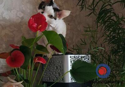 16141082290_603556454104a