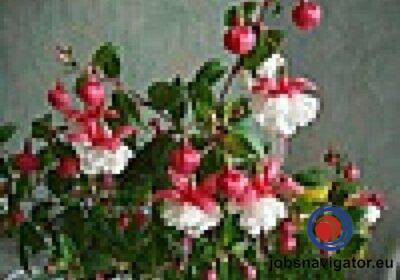 16141090110_6035595392108