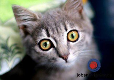 16141094610_60355b1534543