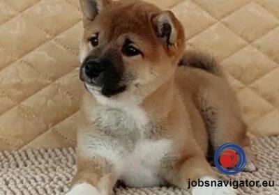 16141659510_603637bfd20d0