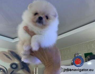 16141659680_603637d02643a