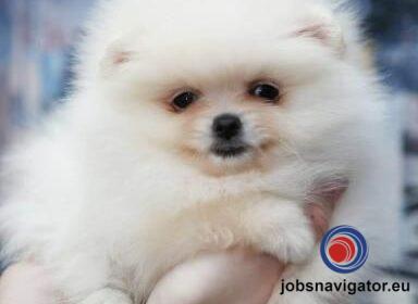 16141659870_603637e3a67ac