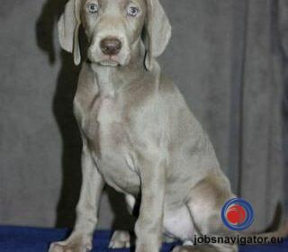 16141660040_603637f41f4ee