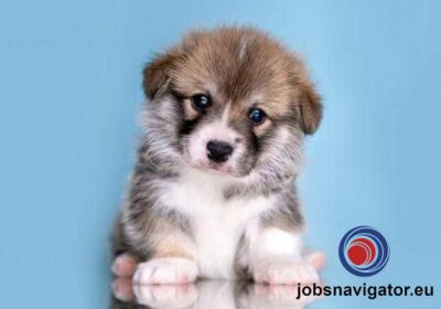 16141660210_6036380531d7d