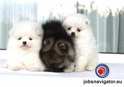 16141660540_6036382665678