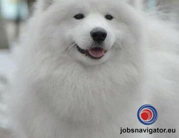 16141660690_60363835ef1ca