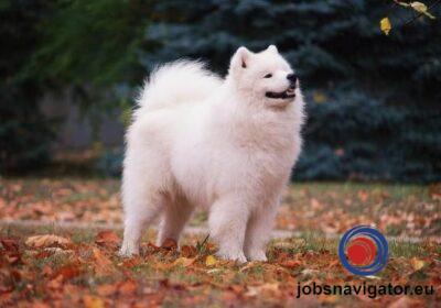 16141661020_60363856cd3c4