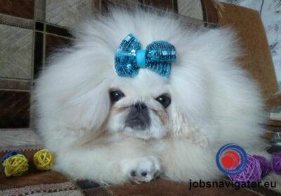 16141661550_6036388bc97af