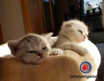 16141661720_6036389c60c49