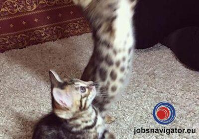 16141661760_603638a0a1bf9