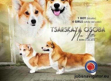 16141661940_603638b281c68