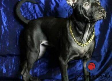 16141661960_603638b40b2fd