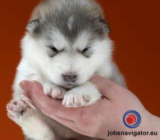 16141662000_603638b8760af