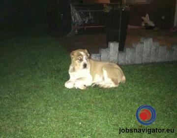 16141662420_603638e2bd42e