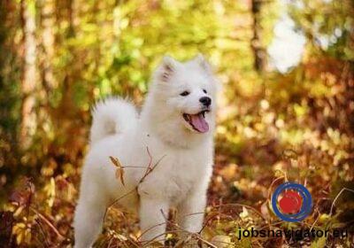 16141663690_6036396176e83