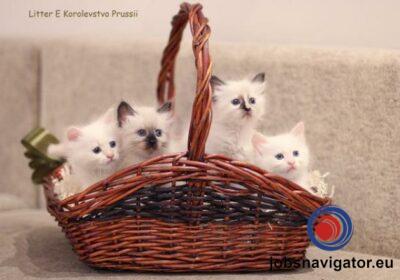 16141664770_603639cd6a8d3