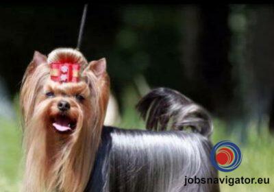 16141664800_603639d04af7d