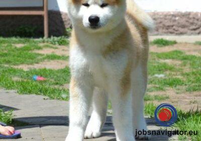 16141664860_603639d6e74c7