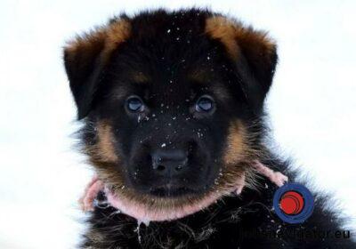 16141665650_60363a2573c68