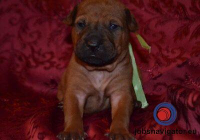 16141666040_60363a4c2d536