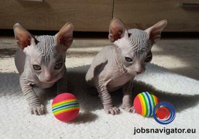 16141667140_60363abaa82d8