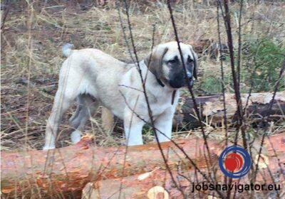 16141668140_60363b1e38674