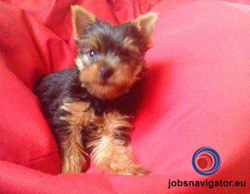 16141668170_60363b21451e0