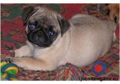 16141669100_60363b7e01c45