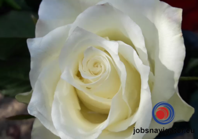 1680975636_6431a714c5f9d