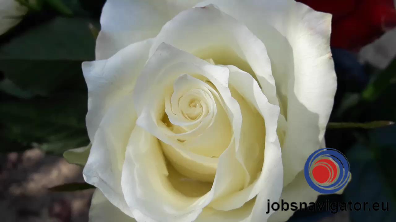 Zauberpraktiker  Маг практик  Реальная магия